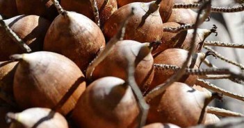 50-650-coco-babacu-wc