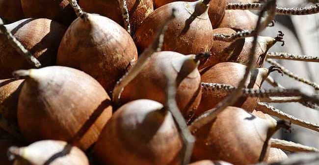 50-650-coco-babacu-wc