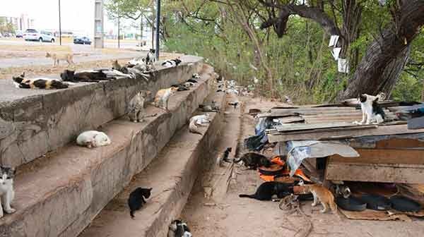Gatos