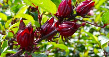 Roselle,Fruits,(hibiscus,Sabdariffa,L.),,Thailand
