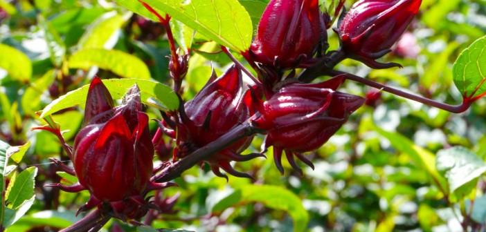 Roselle,Fruits,(hibiscus,Sabdariffa,L.),,Thailand