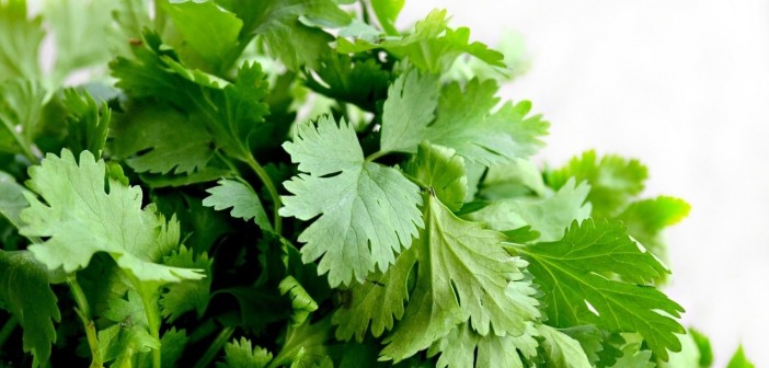 como-plantar-coentro-2