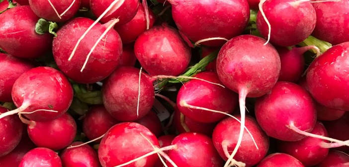 capa-os-principais-beneficios-do-rabanete-e-as-melhores-receitas