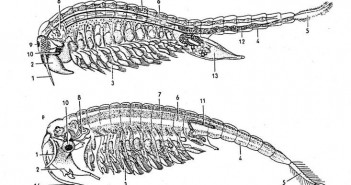 dessin_chirocephalopsis