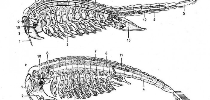 dessin_chirocephalopsis