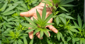 crystalweed-cannabis-nfumidf3ihe-unsplash