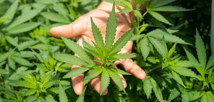 crystalweed-cannabis-nfumidf3ihe-unsplash