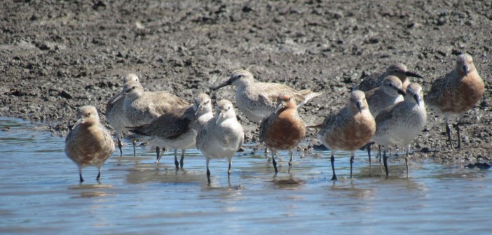 Bando de maçaricos-de-papo-vermelho [Calidris Canutus] (Foto: Bruna Fernandes)