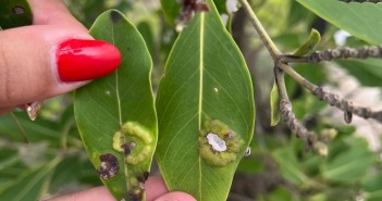 Galhas ovoides agrupadas, na superfície adaxial (Acervo/LECBIO)