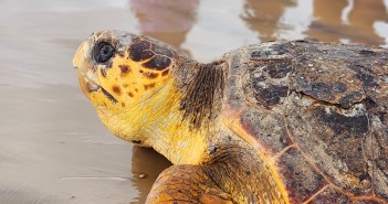 A iniciativa tem apoio da Fapema e do CNPq (Foto: Divulgação)
