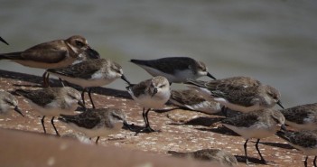 Maçarico Rasteirinho (Calidris Pusilla) e Batuíra se Bando (Charadius Semipalmatus) descansando no Porto do Itaqui (Acervo Pessoal)