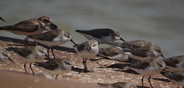 Maçarico Rasteirinho (Calidris Pusilla) e Batuíra se Bando (Charadius Semipalmatus) descansando no Porto do Itaqui (Acervo Pessoal)