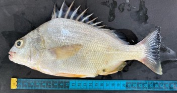 Medição do peixe-pedra (Acervo/Laboratório de Biologia Pesqueira)