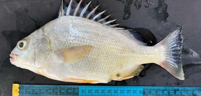 Medição do peixe-pedra (Acervo/Laboratório de Biologia Pesqueira)