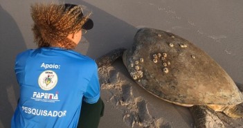 Tartaruga marinha encontrada viva, durante monitoramento na Praia de Atins (Acervo/Projeto Queamar)